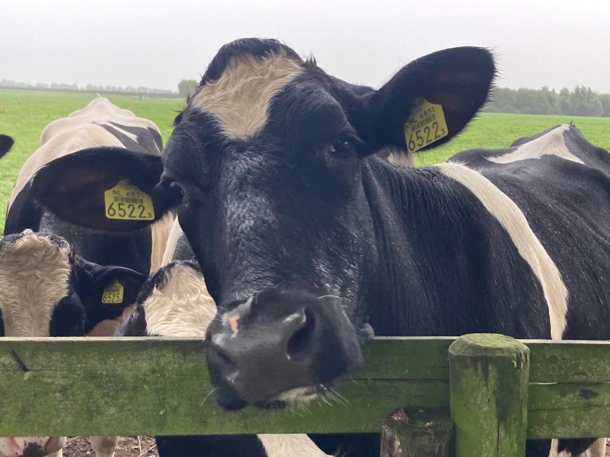 Vakantiehuis Het Uilennest Wijdenes Esterno foto