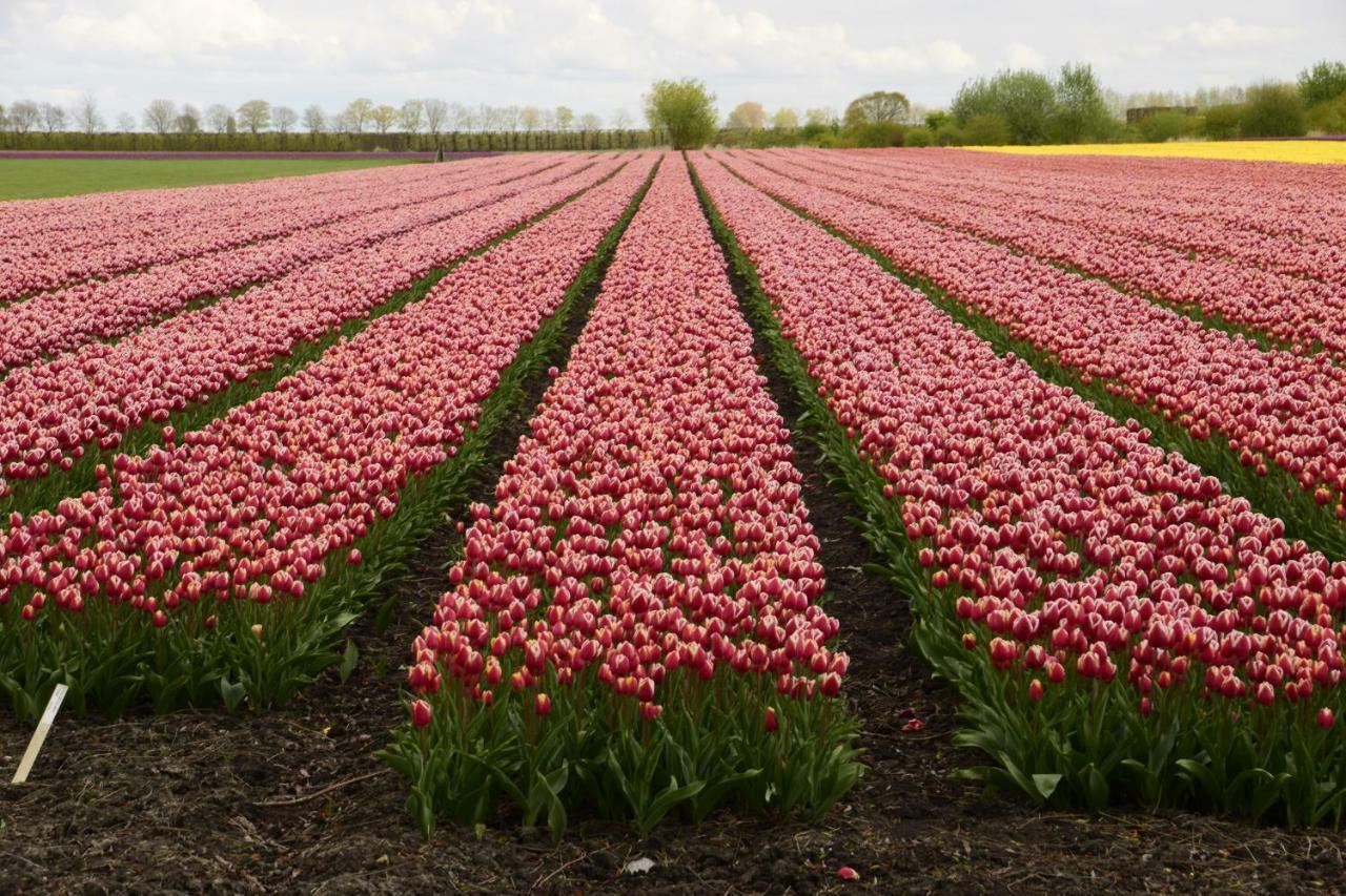 Vakantiehuis Het Uilennest Wijdenes Esterno foto